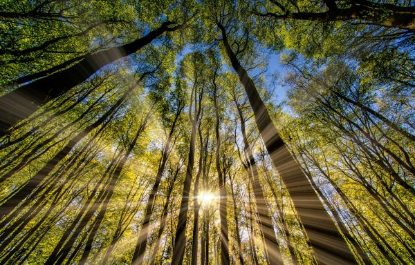 sun beam through trees