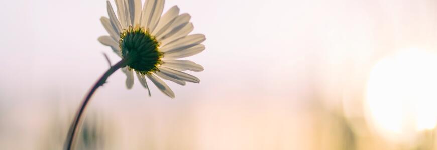 flower open to light