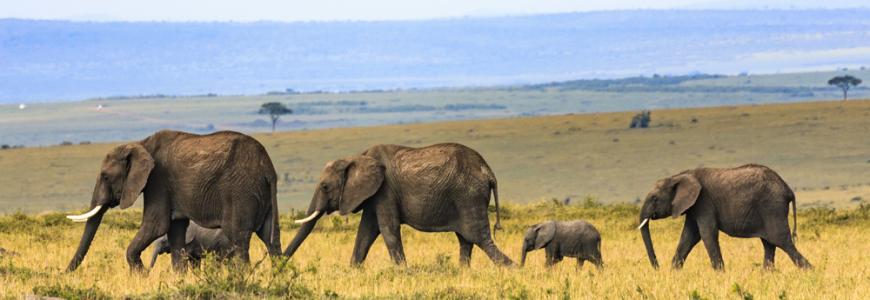 elephant family