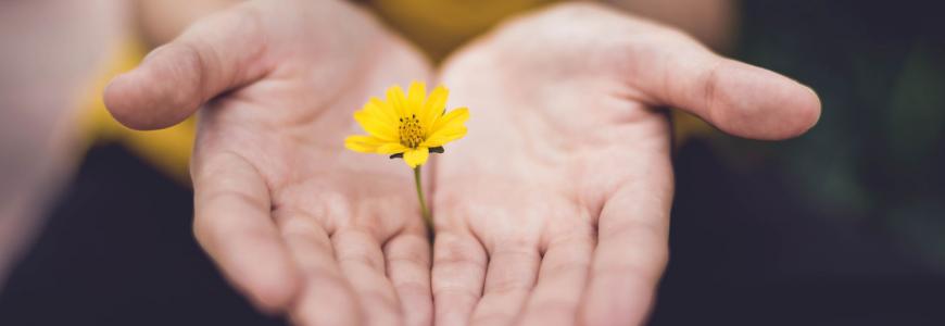 hands offering flower