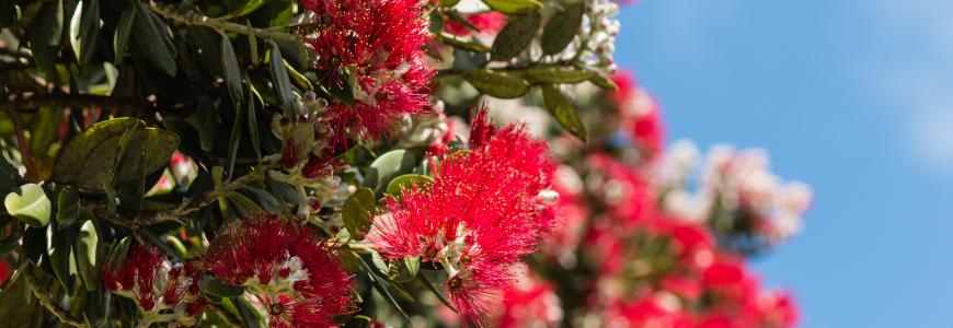 pohutukawa flower