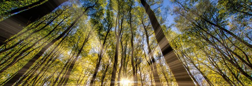 sunlight through trees2