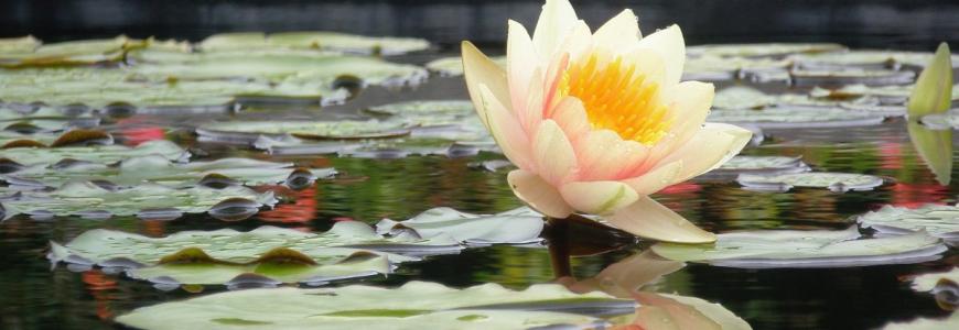 water lily