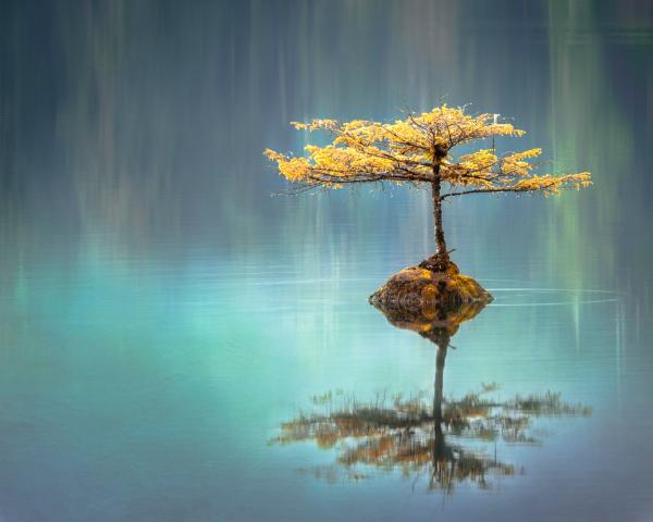 tree reflection in lake
