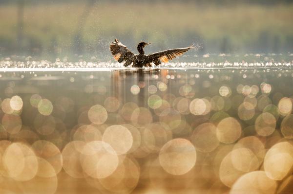 in a flap